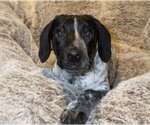 Small Photo #6 Bluetick Coonhound-Unknown Mix Puppy For Sale in pomfret, CT, USA