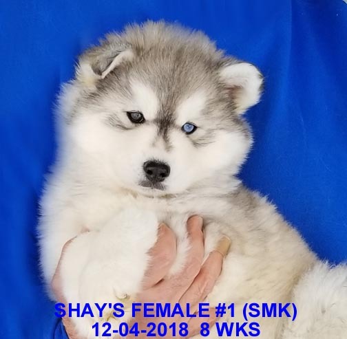 Medium Photo #7 Siberian Husky Puppy For Sale in MANILLA, IA, USA