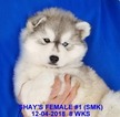 Small Photo #7 Siberian Husky Puppy For Sale in MANILLA, IA, USA