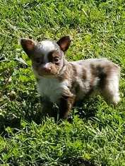 Australian Shepherd Puppy for sale in MULBERRY, KS, USA