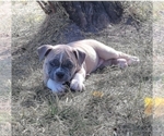 Small Photo #9 American Bully Puppy For Sale in MARTELL, NE, USA