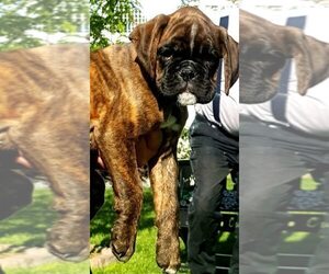Boxer Puppy for sale in MOSES LAKE, WA, USA