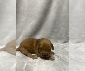 Golden Retriever Puppy for sale in OXFORD, MS, USA