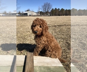Poodle (Standard) Puppy for sale in SPRING GROVE, IL, USA