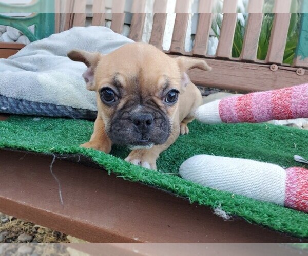 Medium Photo #2 French Bulldog Puppy For Sale in SANTA CLARITA, CA, USA