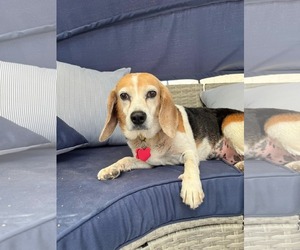 Beagle Dogs for adoption in Las Vegas, NV, USA