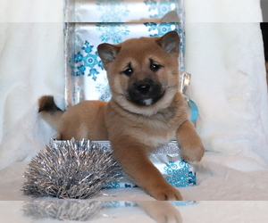 Shiba Inu Puppy for sale in SHILOH, OH, USA