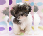 Small Photo #12 Shih-Poo Puppy For Sale in BAY VIEW, WI, USA