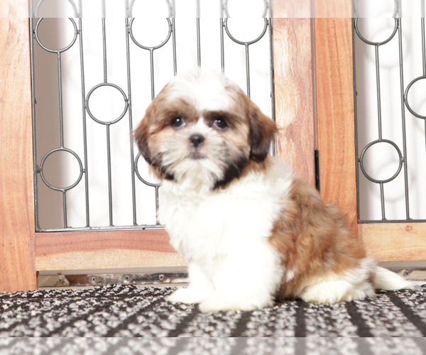 Medium Photo #4 Shih Tzu Puppy For Sale in NAPLES, FL, USA