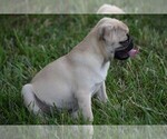 Small Photo #5 Pug Puppy For Sale in HARTLY, DE, USA