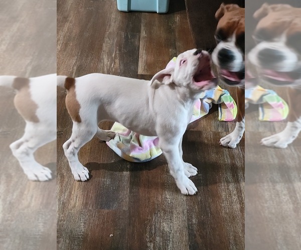 Medium Photo #7 Boxer Puppy For Sale in LAUREL, DE, USA