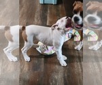 Small Photo #7 Boxer Puppy For Sale in LAUREL, DE, USA
