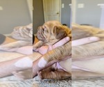 Small Photo #7 Dogue de Bordeaux Puppy For Sale in NEW CASTLE, IN, USA