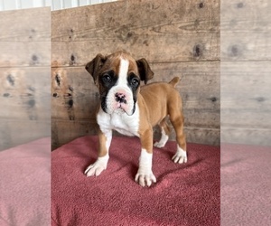 Boxer Puppy for sale in VERMONTVILLE, MI, USA