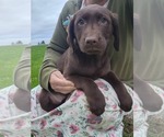 Small #4 Labrador Retriever