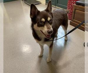 Siberian Husky Dogs for adoption in Pasadena, CA, USA