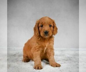 Medium Goldendoodle-Poodle (Miniature) Mix