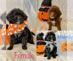 Poodle (Miniature) Dogs for adoption in FAIR HAVEN, MI, USA