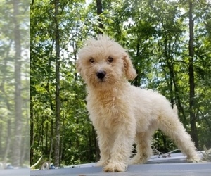 Poodle (Standard) Puppy for sale in SPARTA, TN, USA