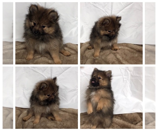 Medium Photo #1 Pomeranian Puppy For Sale in PHOENIX, AZ, USA