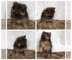 Small Photo #1 Pomeranian Puppy For Sale in PHOENIX, AZ, USA