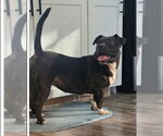 Small #2 Boston Terrier Mix