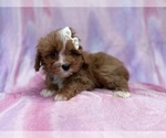 Small #3 Cavapoo (Standard)