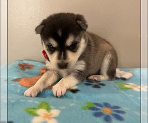 Alaskan Klee Kai Puppy for sale in WILLIAMSBURG, OH, USA