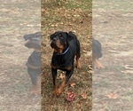 King Rottweiler - Male Rottweiler Puppy for Sale - Photo #2