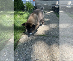 Small Photo #25 Akita Puppy For Sale in LOUISVILLE, KY, USA