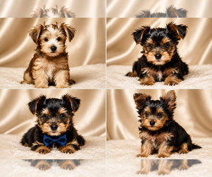 Yorkshire Terrier Puppy for Sale in OLIVEHURST, California USA