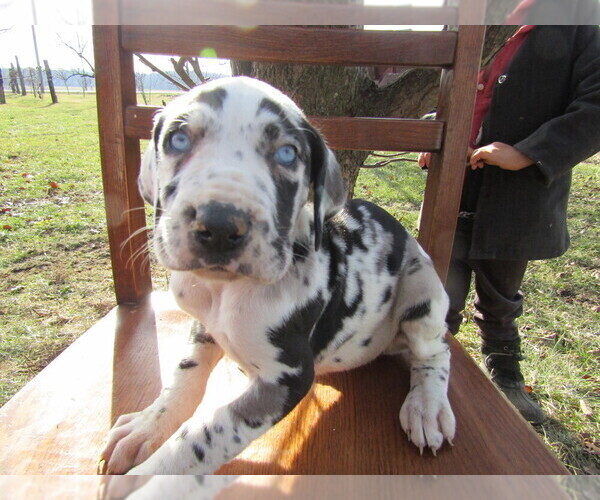 Medium Photo #1 Great Dane Puppy For Sale in DAYTON, OH, USA