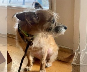 Arianna *Arriving 2/20* - Female Mutt Dog for Adoption - Photo #2