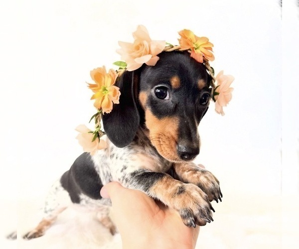 Medium Photo #6 Dachshund Puppy For Sale in DAVIS, CA, USA