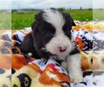 Small #12 Border Collie