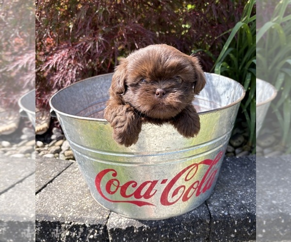 Medium Photo #3 Shih Tzu Puppy For Sale in MIDDLEBURY, IN, USA