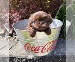 Small #2 Shih Tzu