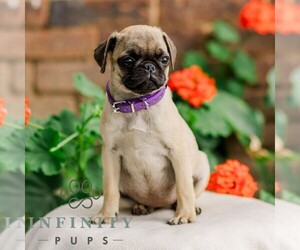 Pug Puppy for sale in ORRSTOWN, PA, USA