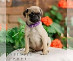Small Pug