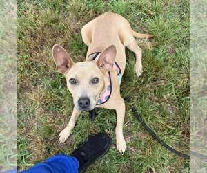 Mutt Dogs for adoption in Shelburne, VT, USA