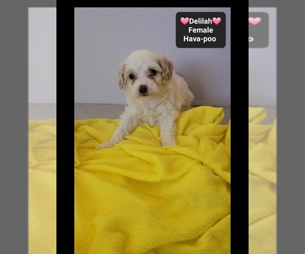 Medium Photo #2 Havapoo Puppy For Sale in TUCSON, AZ, USA