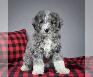 Miniature Bernedoodle Puppy for sale in DALTON, OH, USA