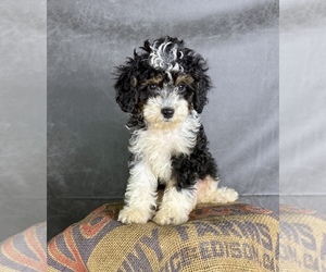 Cavapoo (Miniature) Puppy for Sale in OCALA, Florida USA