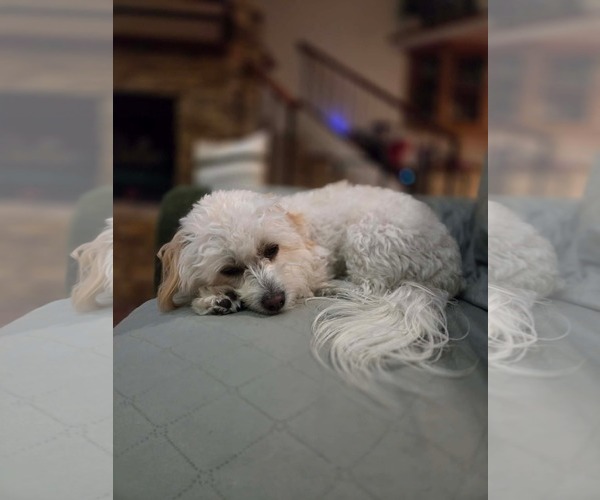 Medium Photo #3 Maltese Puppy For Sale in Mission Viejo, CA, USA