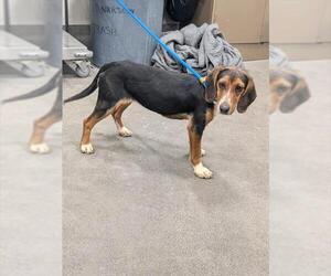 Beagle Dogs for adoption in Forestville, MD, USA