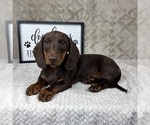 Small #2 Dachshund