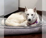 Small #5 Siberian Husky