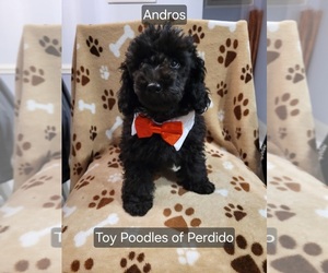 Poodle (Toy) Puppy for sale in PENSACOLA, FL, USA