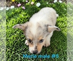 Small #8 Pembroke Welsh Corgi