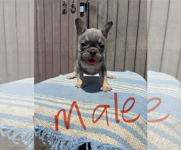 Medium Photo #2 French Bulldog Puppy For Sale in MONTEBELLO, CA, USA